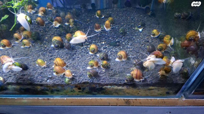 אביזרים | צמחיה לאקווריום