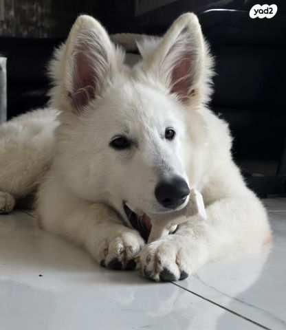 כלב רועה שוויצרי לבן