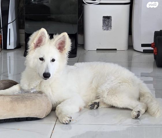 כלב רועה שוויצרי לבן