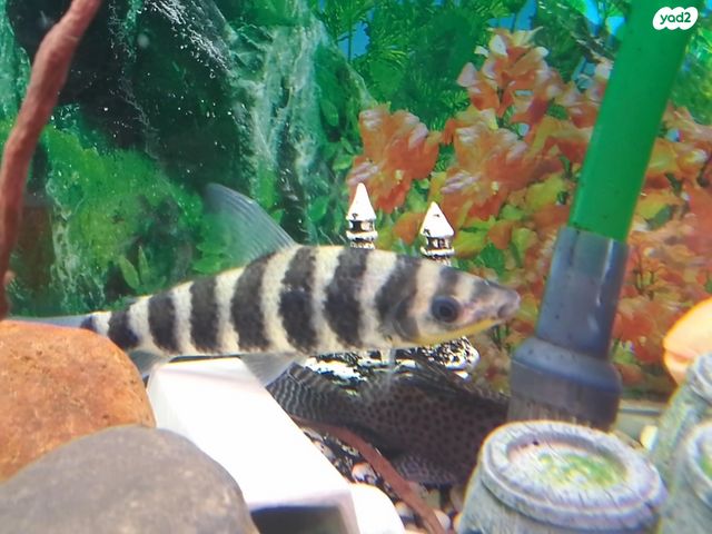 דג ציקלידים