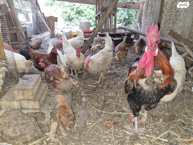 תמונת מודעה - חיות מחמד