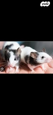 תמונת מודעה - חיות מחמד