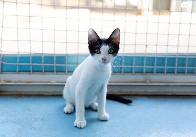 תמונת מודעה - חיות מחמד