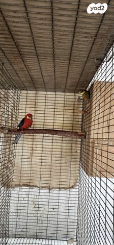 תמונת מודעה - חיות מחמד