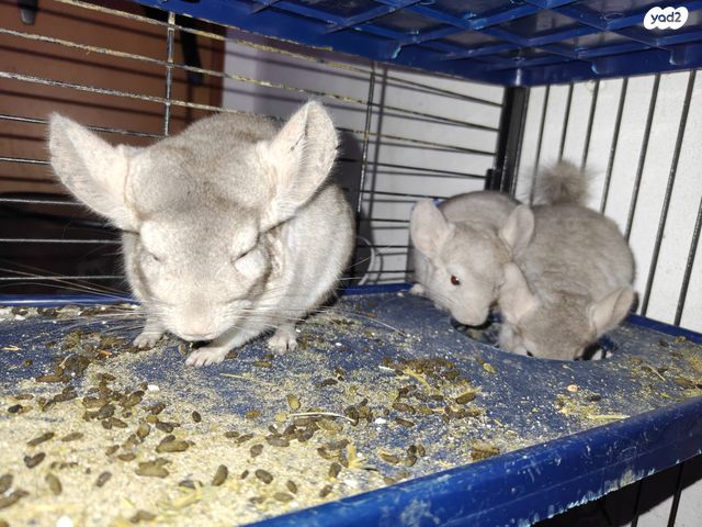 תמונת מודעה - חיות מחמד