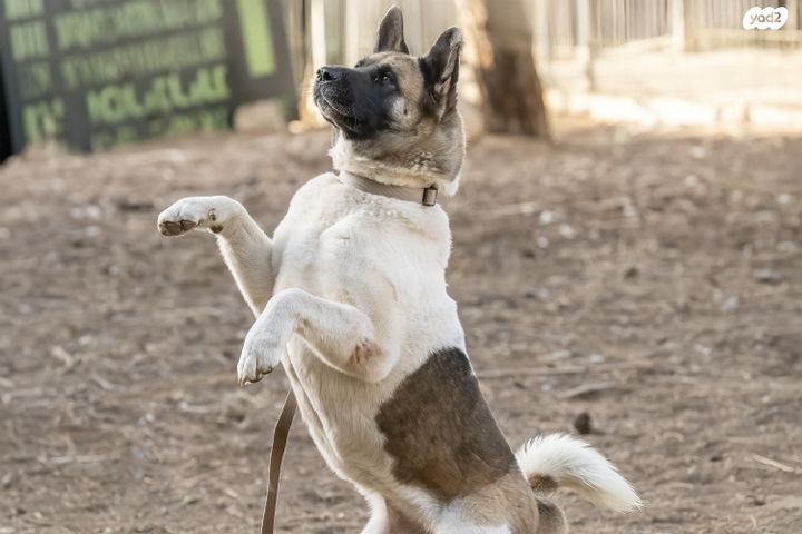 תמונת מודעה - חיות מחמד