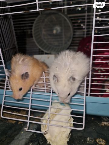 תמונת מודעה - חיות מחמד