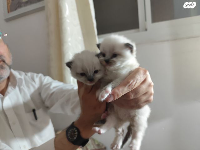 תמונת מודעה - חיות מחמד