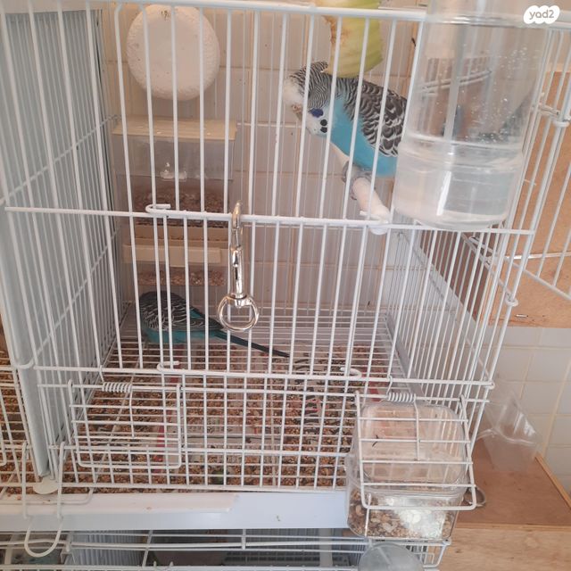 תמונת מודעה - חיות מחמד