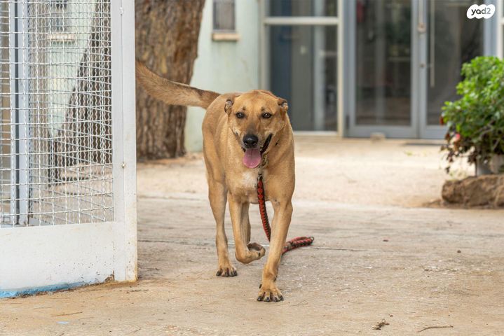 תמונת מודעה - חיות מחמד