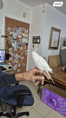 תמונת מודעה - חיות מחמד