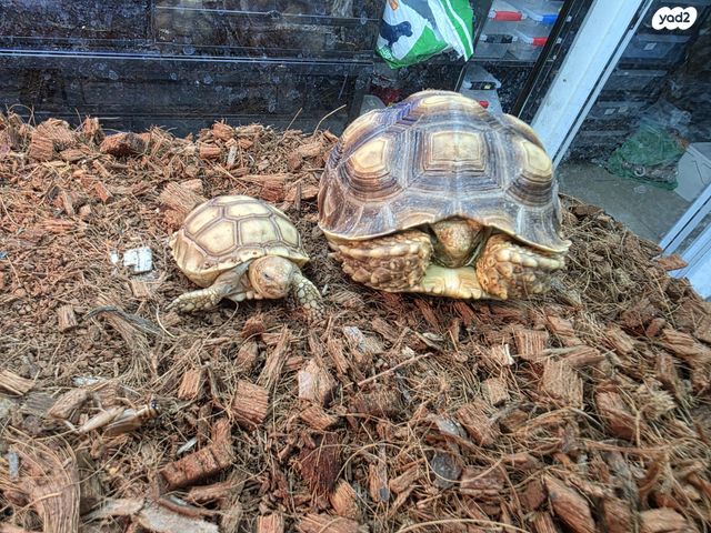 תמונת מודעה - חיות מחמד