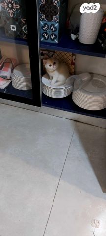 תמונת מודעה - חיות מחמד