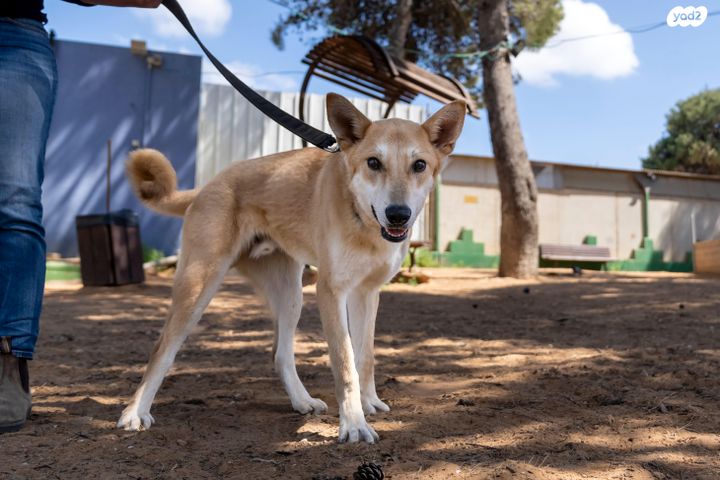 תמונת מודעה - חיות מחמד
