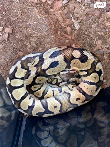 תמונת מודעה - חיות מחמד