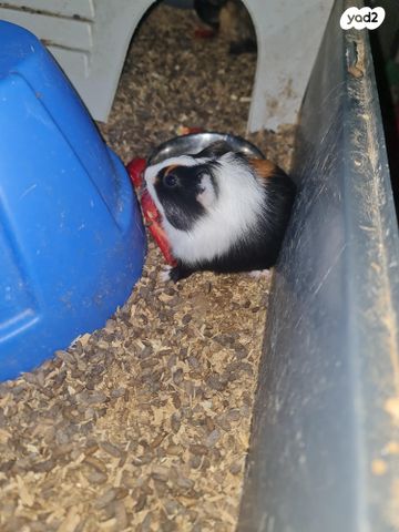 תמונת מודעה - חיות מחמד