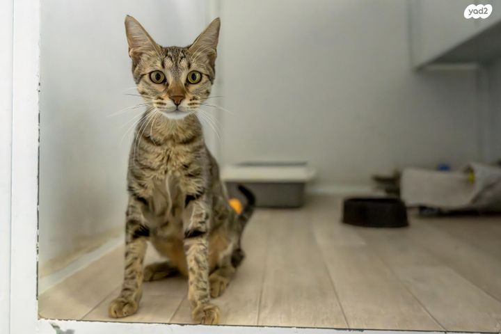 תמונת מודעה - חיות מחמד