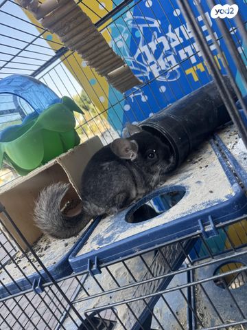 תמונת מודעה - חיות מחמד