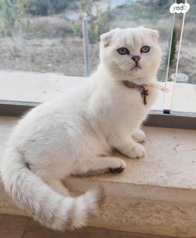 תמונת מודעה - חיות מחמד