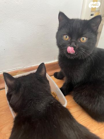 תמונת מודעה - חיות מחמד