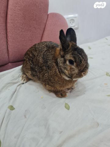 תמונת מודעה - חיות מחמד