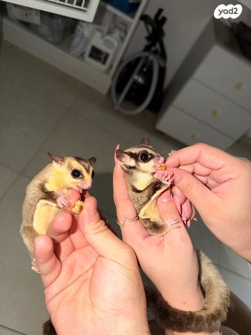 תמונת מודעה - חיות מחמד