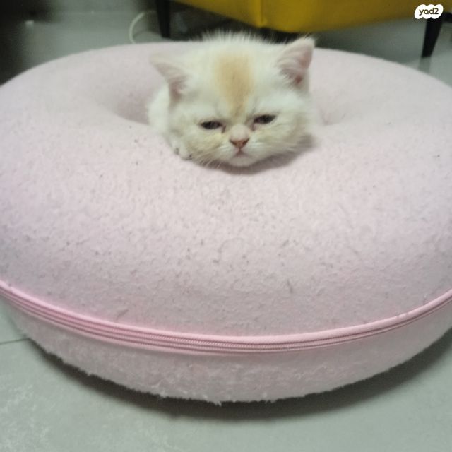 תמונת מודעה - חיות מחמד