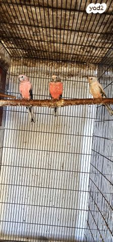 תמונת מודעה - חיות מחמד