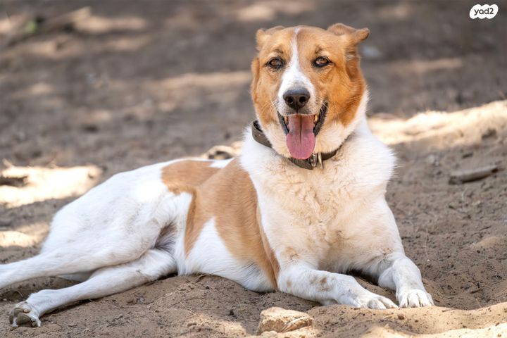 תמונת מודעה - חיות מחמד