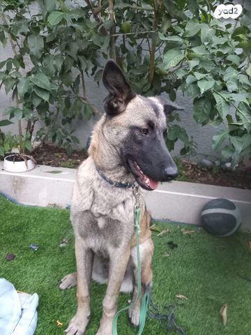 תמונת מודעה - חיות מחמד