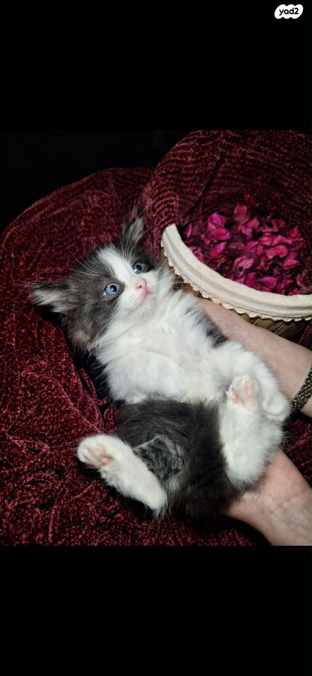 תמונת מודעה - חיות מחמד