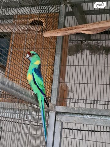 תמונת מודעה - חיות מחמד