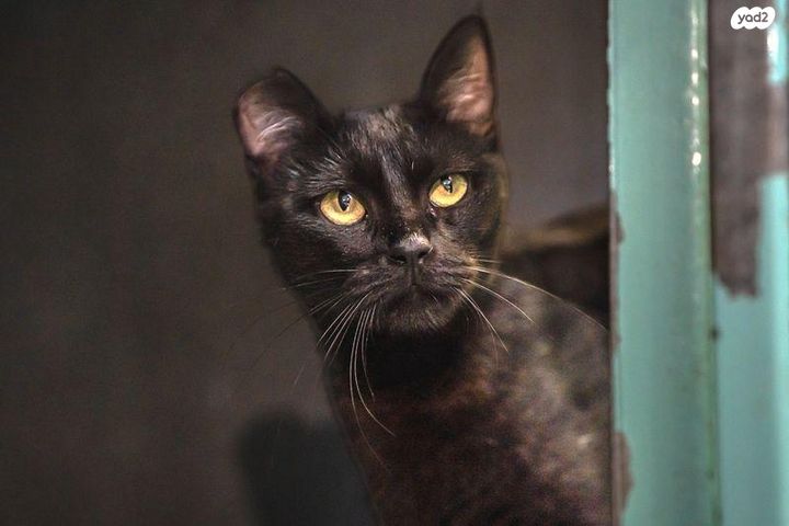 תמונת מודעה - חיות מחמד