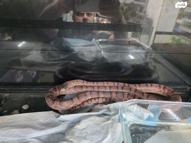 תמונת מודעה - חיות מחמד