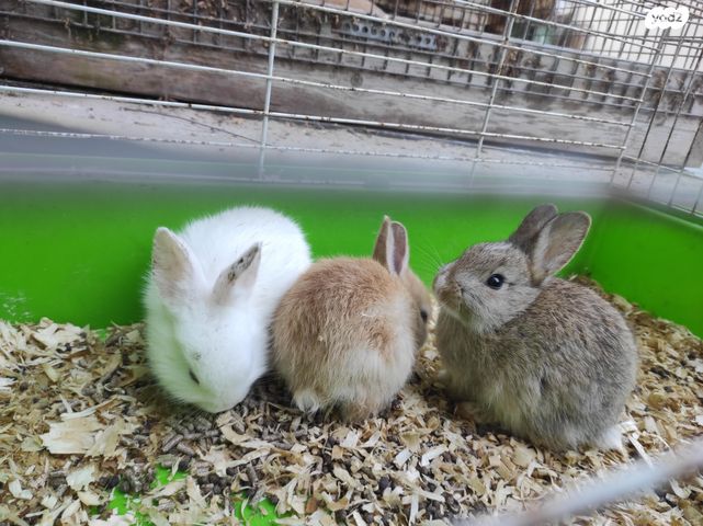 תמונת מודעה - חיות מחמד