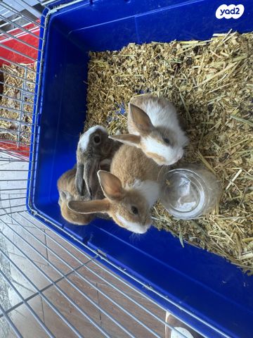 תמונת מודעה - חיות מחמד