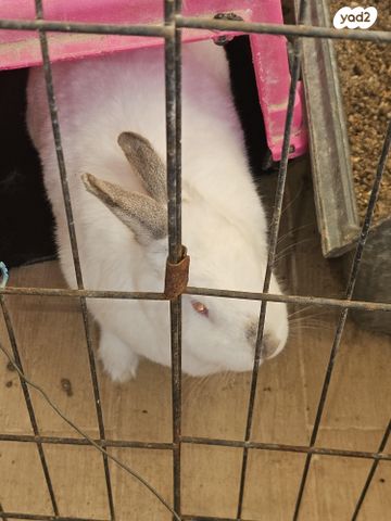 תמונת מודעה - חיות מחמד