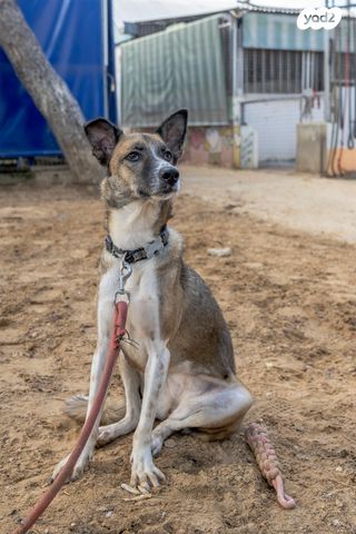 תמונת מודעה - חיות מחמד