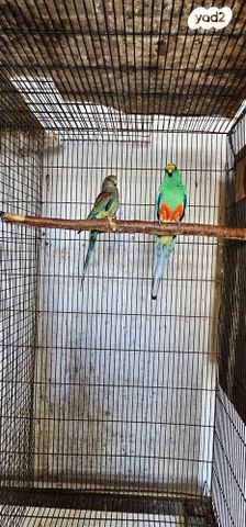 תמונת מודעה - חיות מחמד