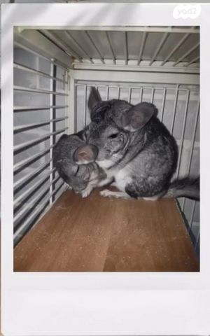 תמונת מודעה - חיות מחמד