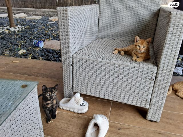 תמונת מודעה - חיות מחמד