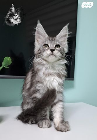 תמונת מודעה - חיות מחמד