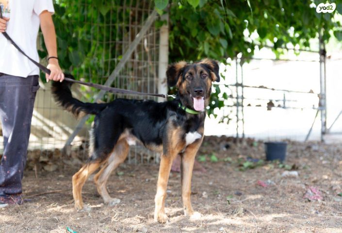 תמונת מודעה - חיות מחמד