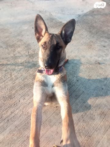 תמונת מודעה - חיות מחמד