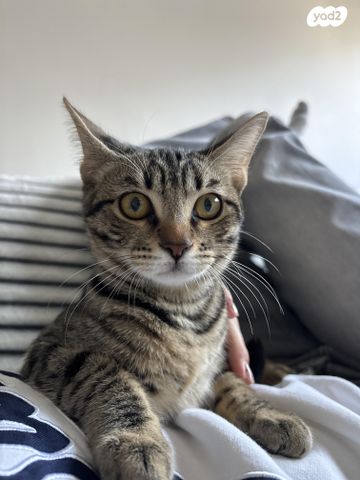 תמונת מודעה - חיות מחמד