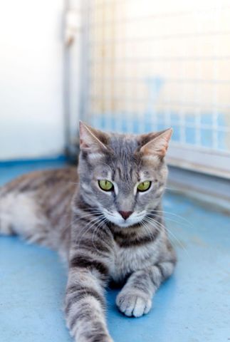 תמונת מודעה - חיות מחמד