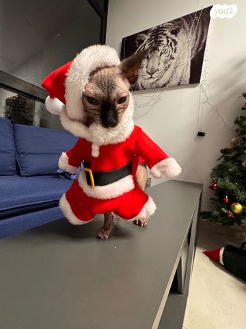 תמונת מודעה - חיות מחמד