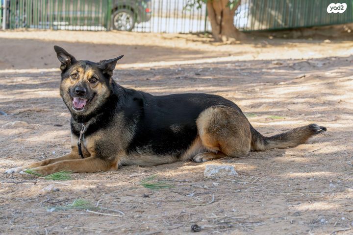 תמונת מודעה - חיות מחמד