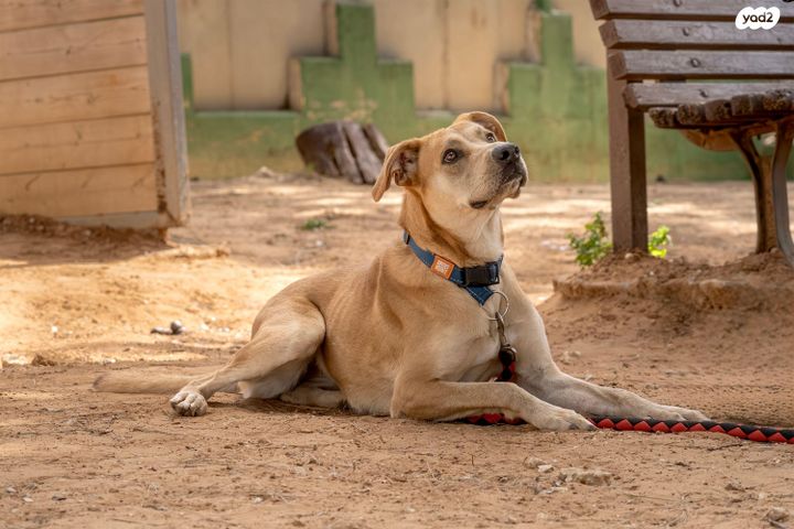 תמונת מודעה - חיות מחמד