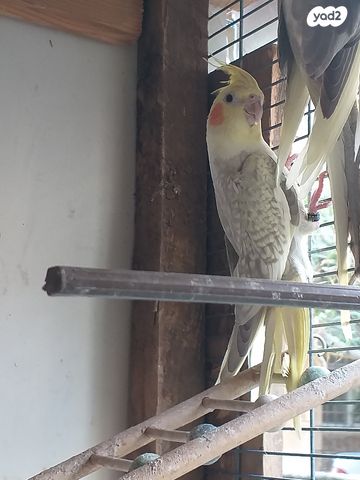 תמונת מודעה - חיות מחמד